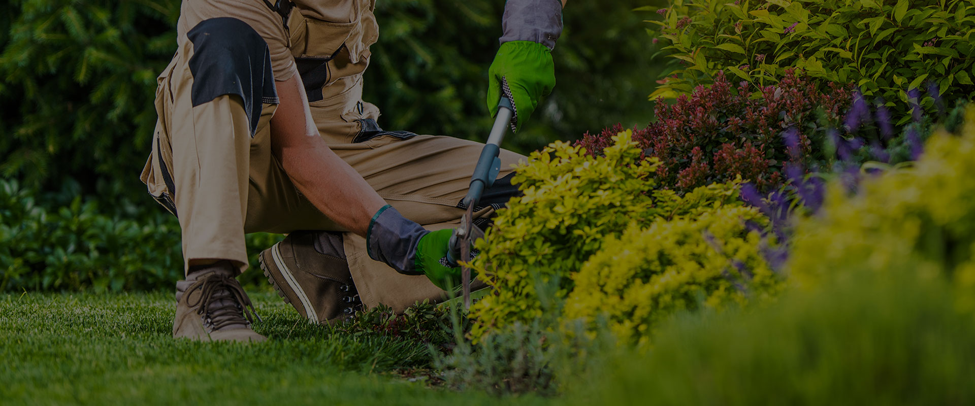 Ein Arbeiter mit einer Kappe schneidet mit einer Gartenschere einen gelben Busch