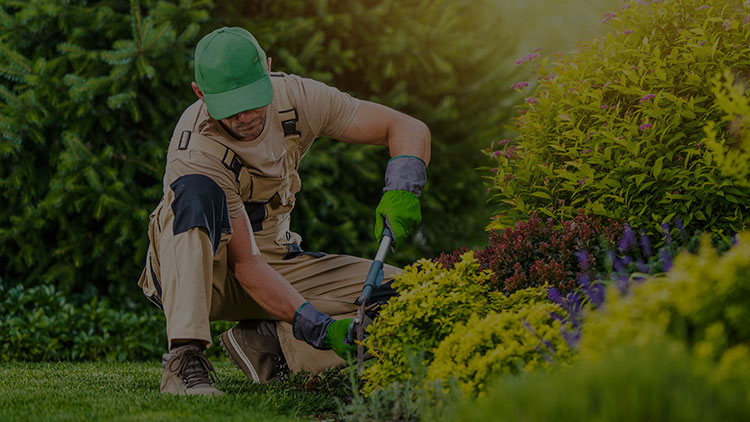 Ein Arbeiter mit einer Kappe schneidet mit einer Gartenschere einen gelben Busch
